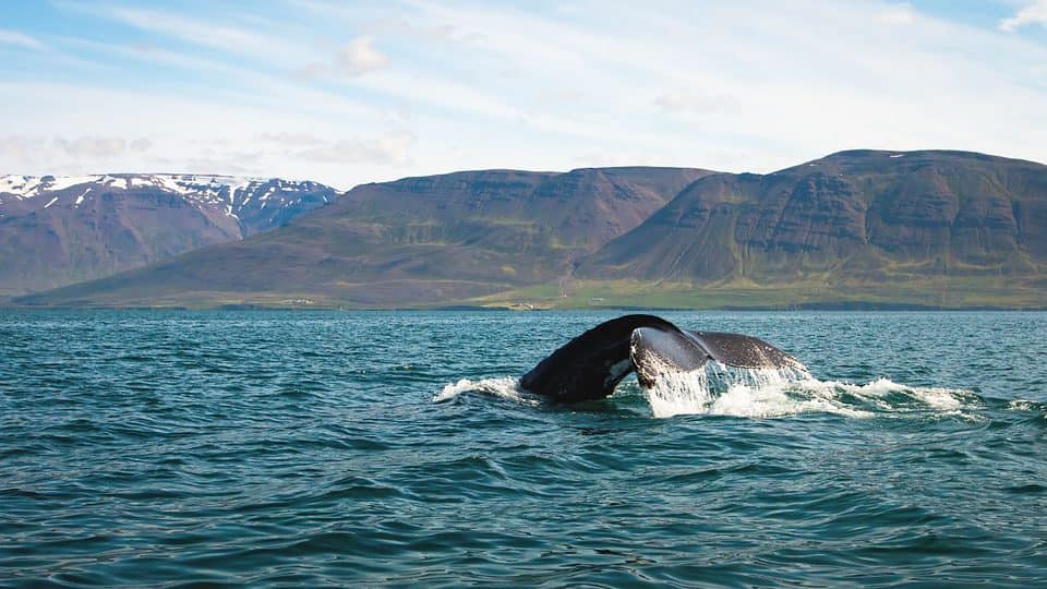 valaiden katselu islannissa