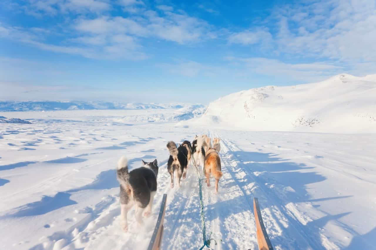koiravaljakkoajelut grönlannissa